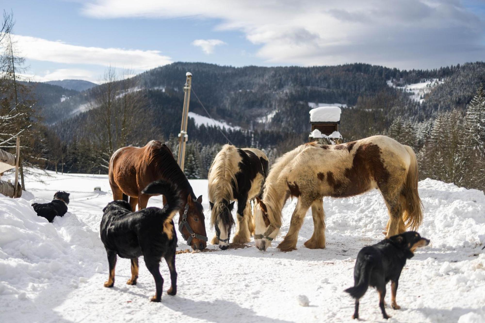 Statek U Rajmunda Villa Velke Karlovice Bagian luar foto